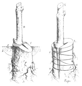 Baltet - L'art de greffer - fig170