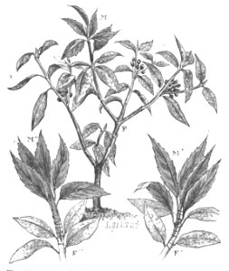 Baltet - L'art de greffer - fig133