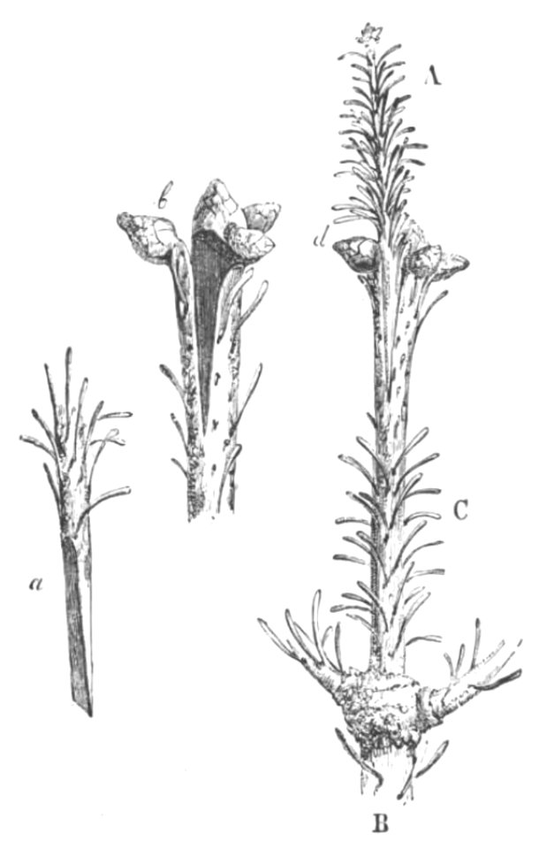 Baltet - L'art de greffer - fig74