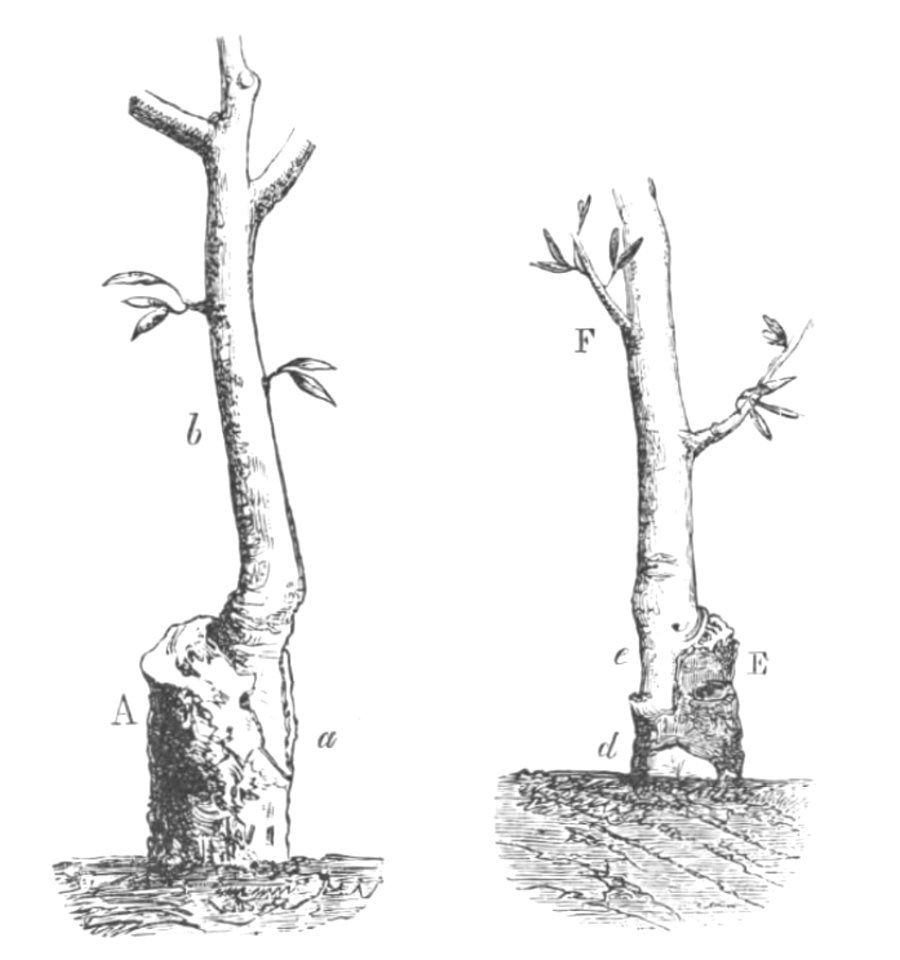 Baltet - L'art de greffer - fig160