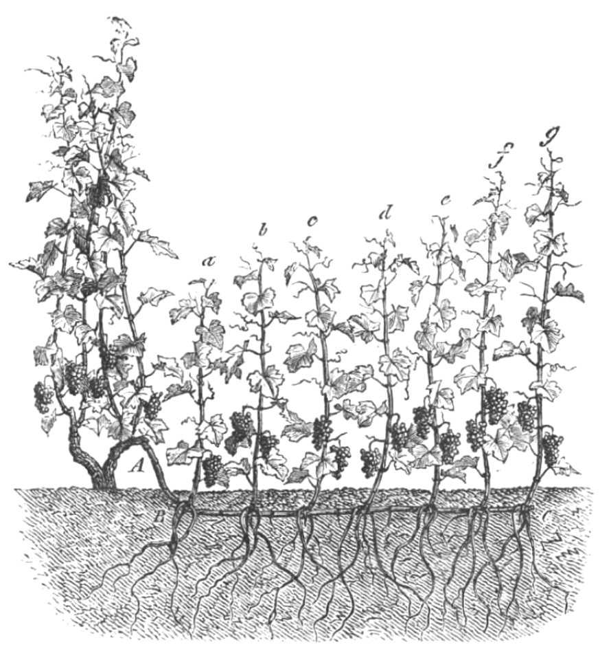 Baltet - L'art de greffer - fig16