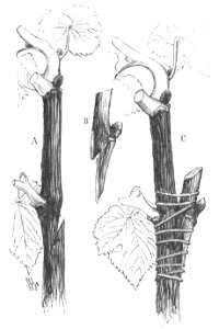 Baltet - L'art de greffer - fig179