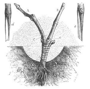 Baltet - L'art de greffer - fig169b