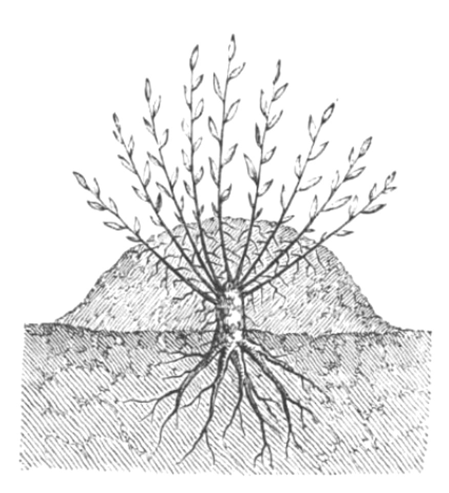 Baltet - L'art de greffer - fig17