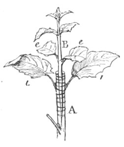 Baltet - L'art de greffer - fig187