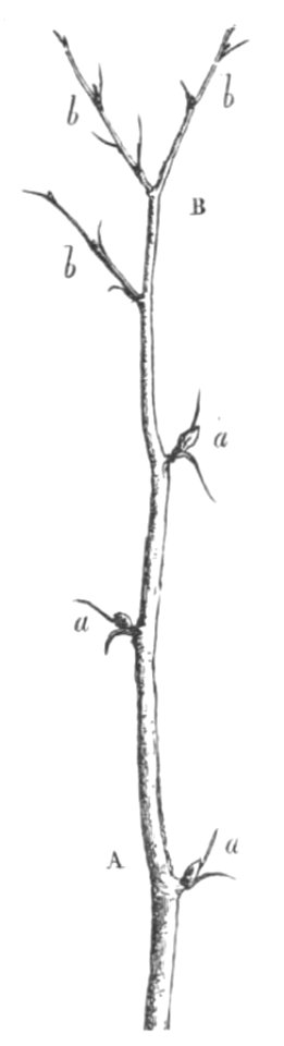 Baltet - L'art de greffer - fig89