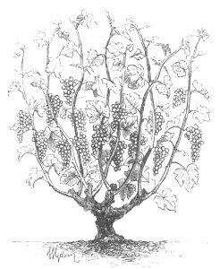 Baltet - L'art de greffer - fig178