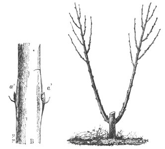 Baltet - L'art de greffer - fig96