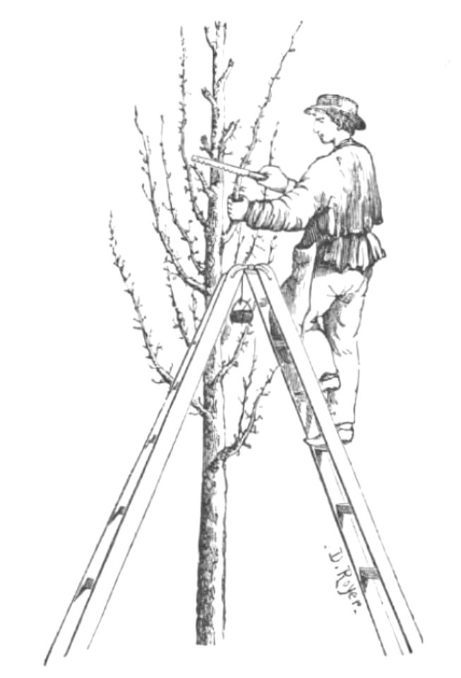 Baltet - L'art de greffer - fig158