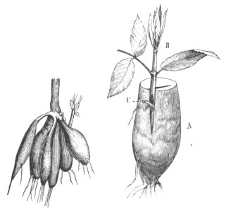 Baltet - L'art de greffer - fig185