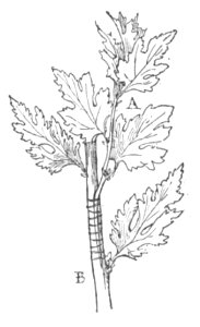 Baltet - L'art de greffer - fig184