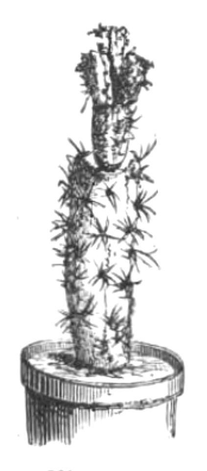 Baltet - L'art de greffer - fig189