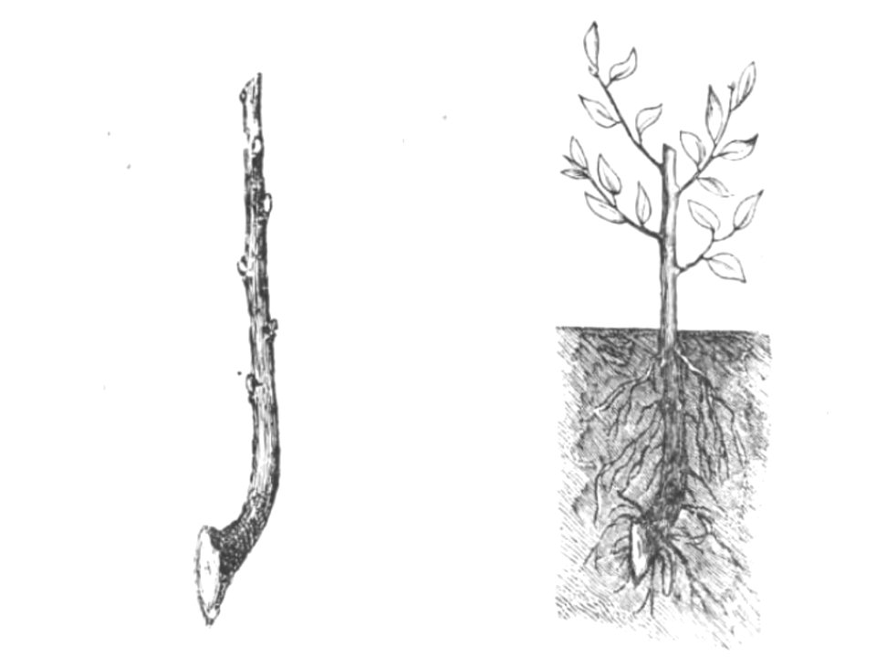 Baltet - L'art de greffer - fig21