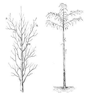 Baltet - L'art de greffer - fig30