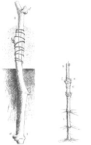 Baltet - L'art de greffer - fig176-177