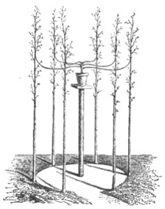 Baltet - L'art de greffer - fig47