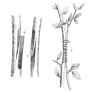 Baltet - L'art de greffer - fig39