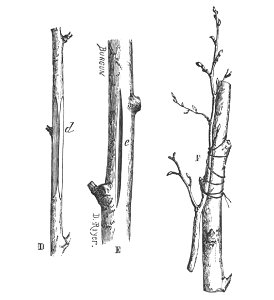 Baltet - L'art de greffer - fig38