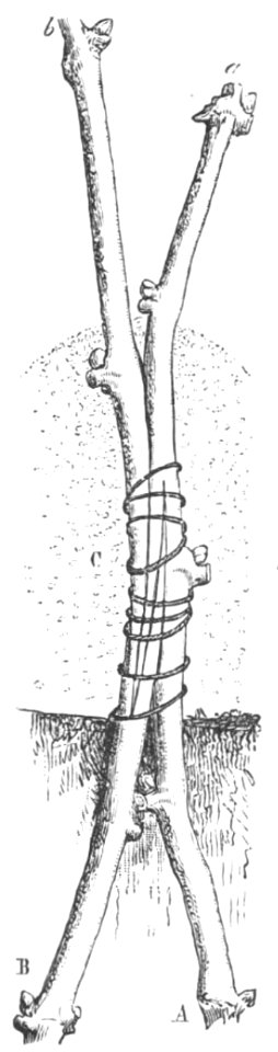 Baltet - L'art de greffer - fig41