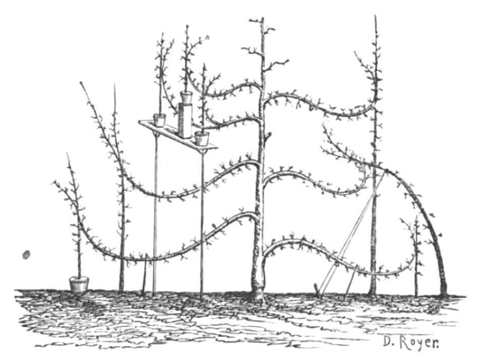 Baltet - L'art de greffer - fig46