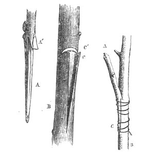 Baltet - L'art de greffer - fig49