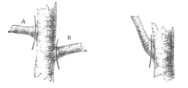 Baltet - L'art de greffer - fig28
