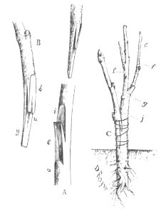 Baltet - L'art de greffer - fig56