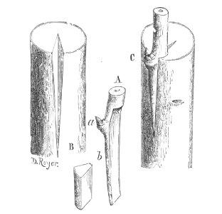 Baltet - L'art de greffer - fig60
