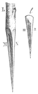 Baltet - L'art de greffer - fig64