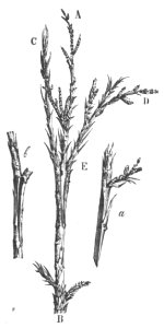 Baltet - L'art de greffer - fig77