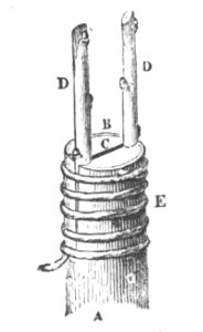 Baltet - L'art de greffer - fig71