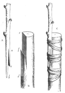 Baltet - L'art de greffer - fig84