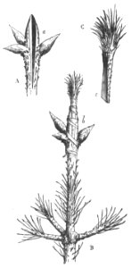 Baltet - L'art de greffer - fig76