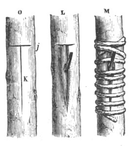 Baltet - L'art de greffer - fig91