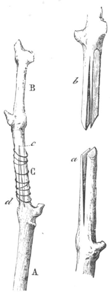 Baltet - L'art de greffer - fig83