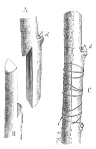 Baltet - L'art de greffer - fig82