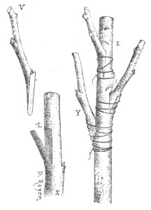 Baltet - L'art de greffer - fig58