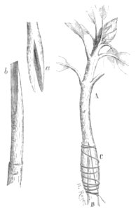 Baltet - L'art de greffer - fig86