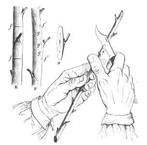 Baltet - L'art de greffer - fig90
