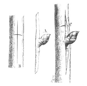 Baltet - L'art de greffer - fig93