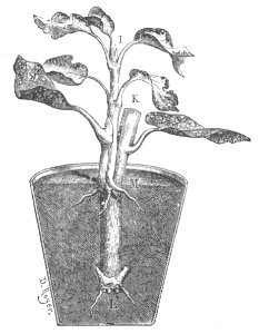 Baltet - L'art de greffer - fig66