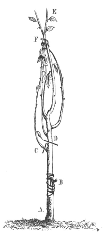Baltet - L'art de greffer - fig99