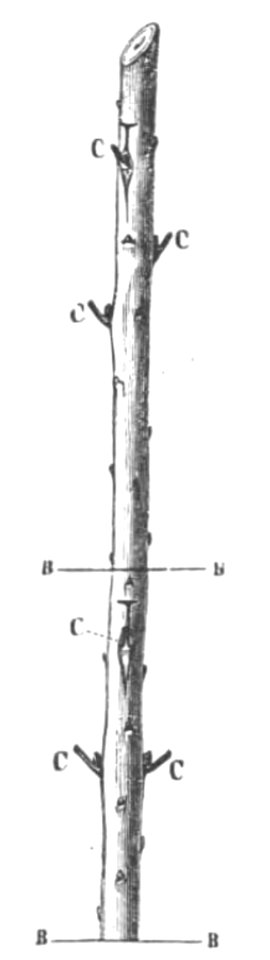 Baltet - L'art de greffer - fig98