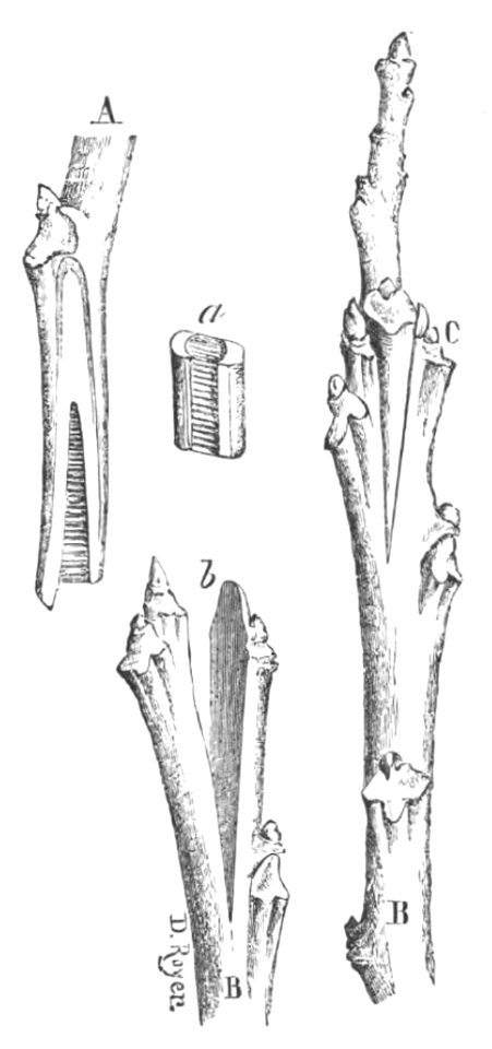 Baltet - L'art de greffer - fig73