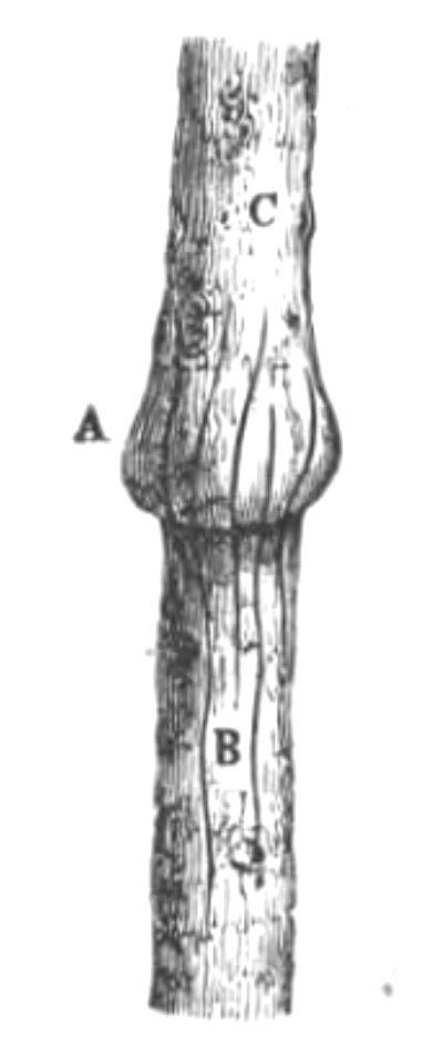 Baltet - L'art de greffer - fig107