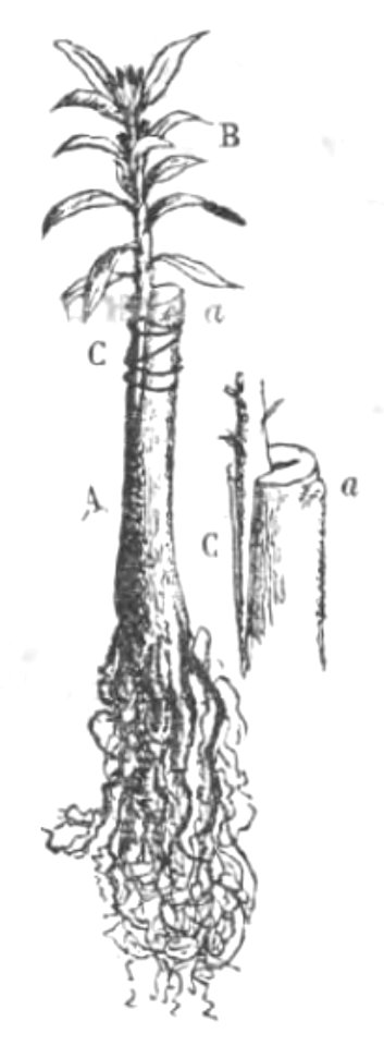 Baltet - L'art de greffer - fig114