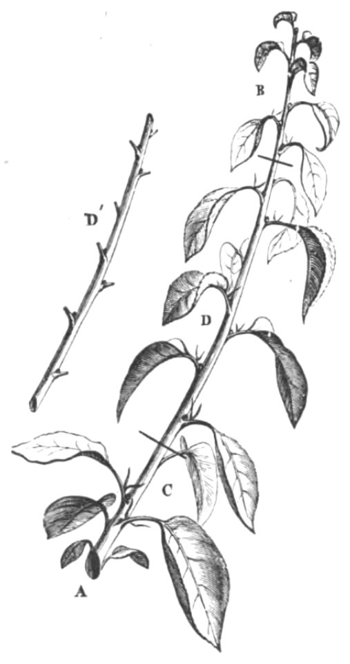 Baltet - L'art de greffer - fig88