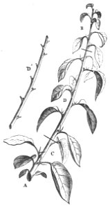 Baltet - L'art de greffer - fig88