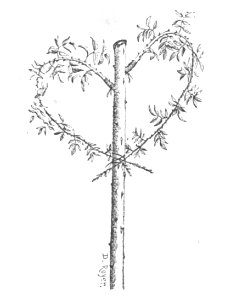 Baltet - L'art de greffer - fig122