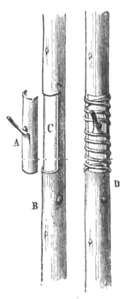 Baltet - L'art de greffer - fig95